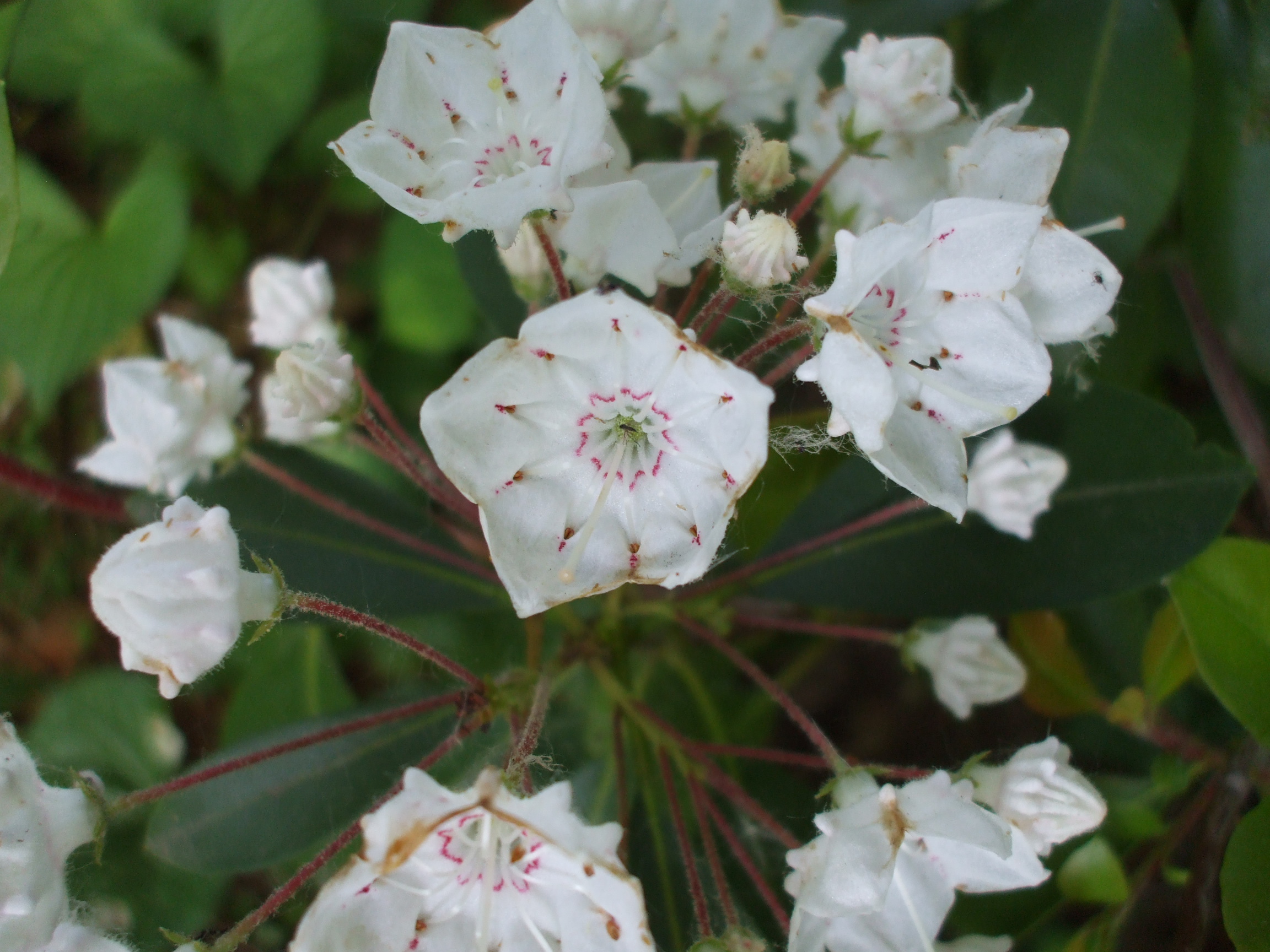 Kalmia latifolia